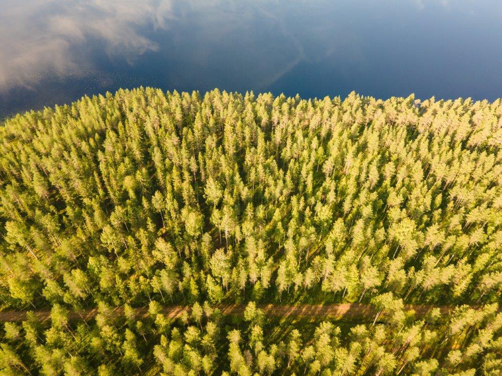 Ilmakuvassa auringossa kylpevää mäntymetsää joka rajoittuu tyyneen järveen.