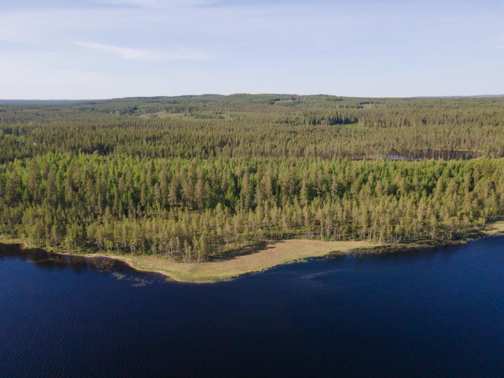 Ilmakuvaa tontista, jolla mäntymetsää ja paljon vesikasvillisuutta rannassa, järvi etualalla.