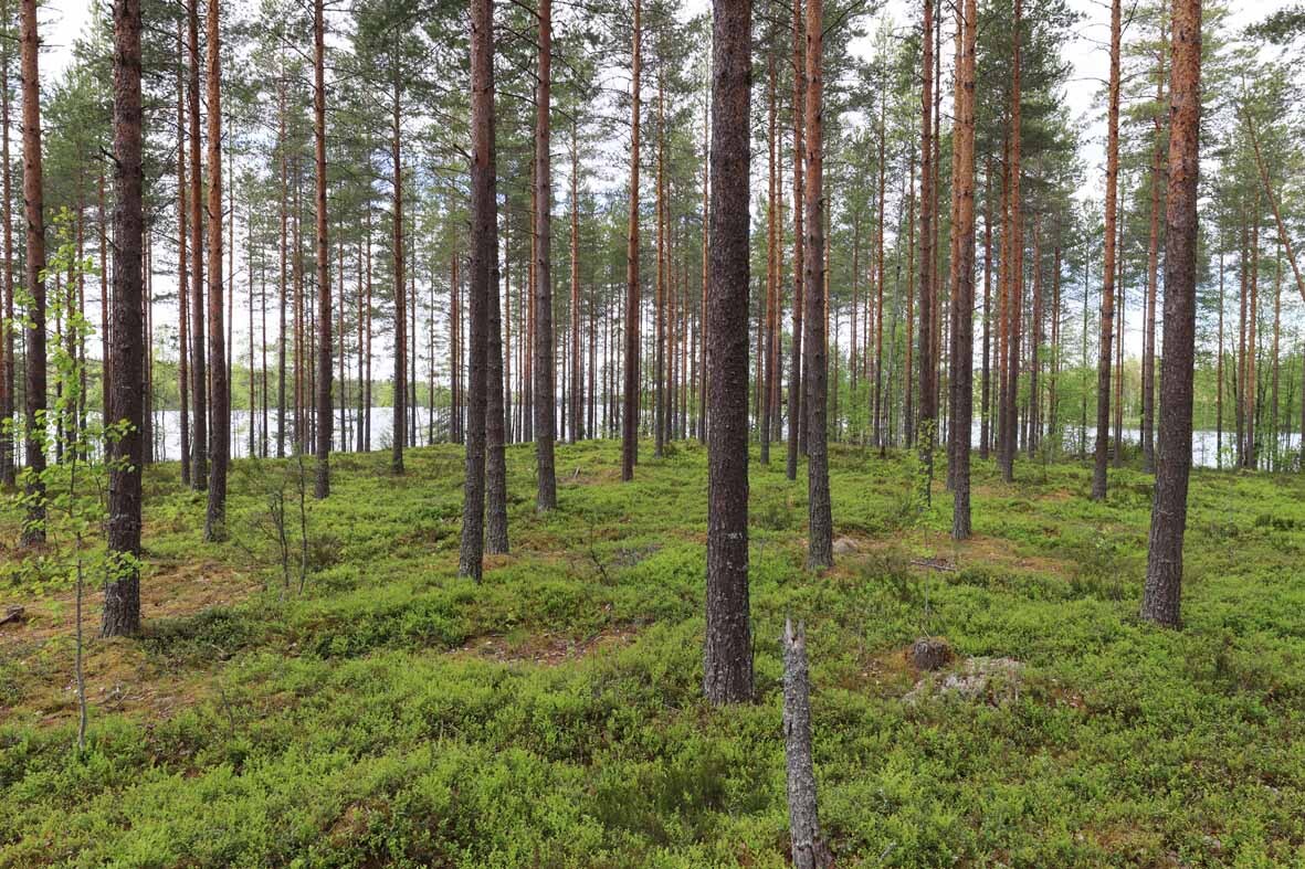 Hyvin harvennettua mäntykangasta, takana pilkottaa järvi.