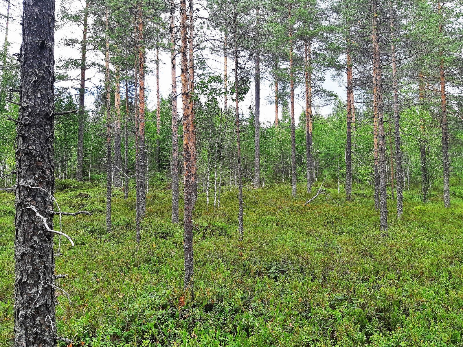 Avara mäntymetsä tiheäkasvuisen sekametsän edustalla.