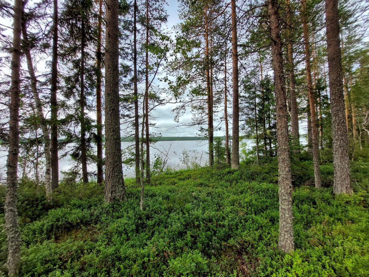 Mäntykangasta jossa kunttaa, järvi näkyy puiden takaa.