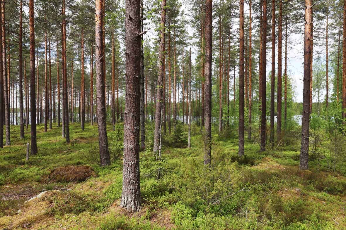 Hyvin harvennettua mäntykangasta, takana pilkottaa järvi.