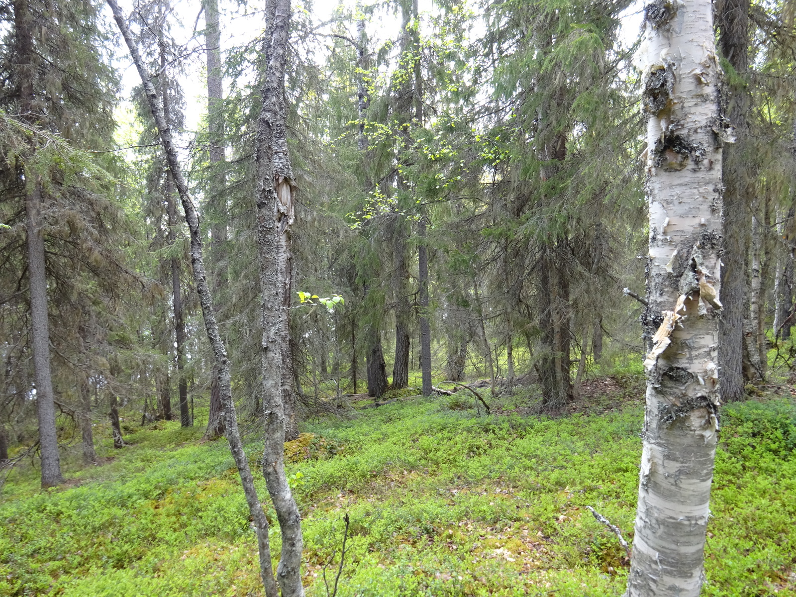 Kuva tontilta järvellä