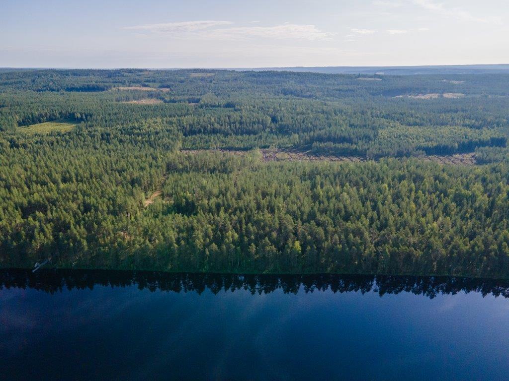 Ilmakuvaa järveltä tontille, metsää silmän kantamattomiin, metsässä näkyy hakkuuaukkoja.