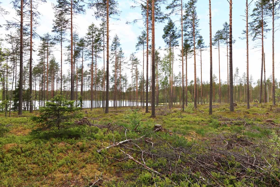 Harvennettua mäntymetsää ja tasaista maastoa jossa kasvaa kunttaa. Puiden välistä pilkistää järvi.