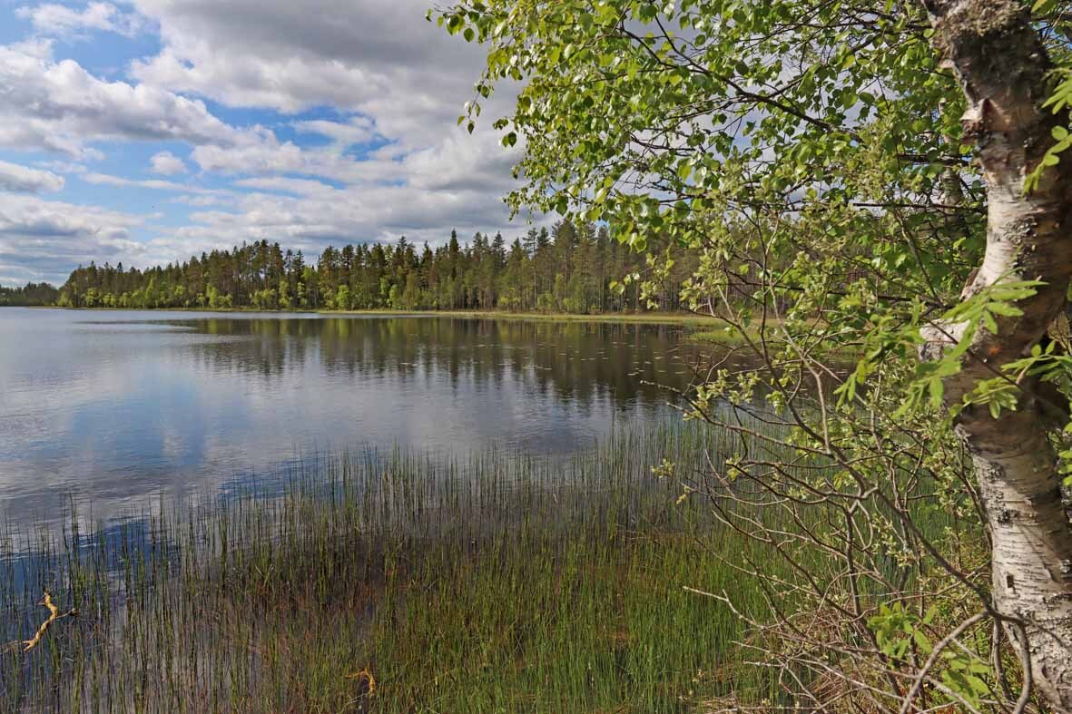 Tontin rantaa jossa nuoria koivuja, rannassa ruovikkoa. Aurinko paistaa järvellä.