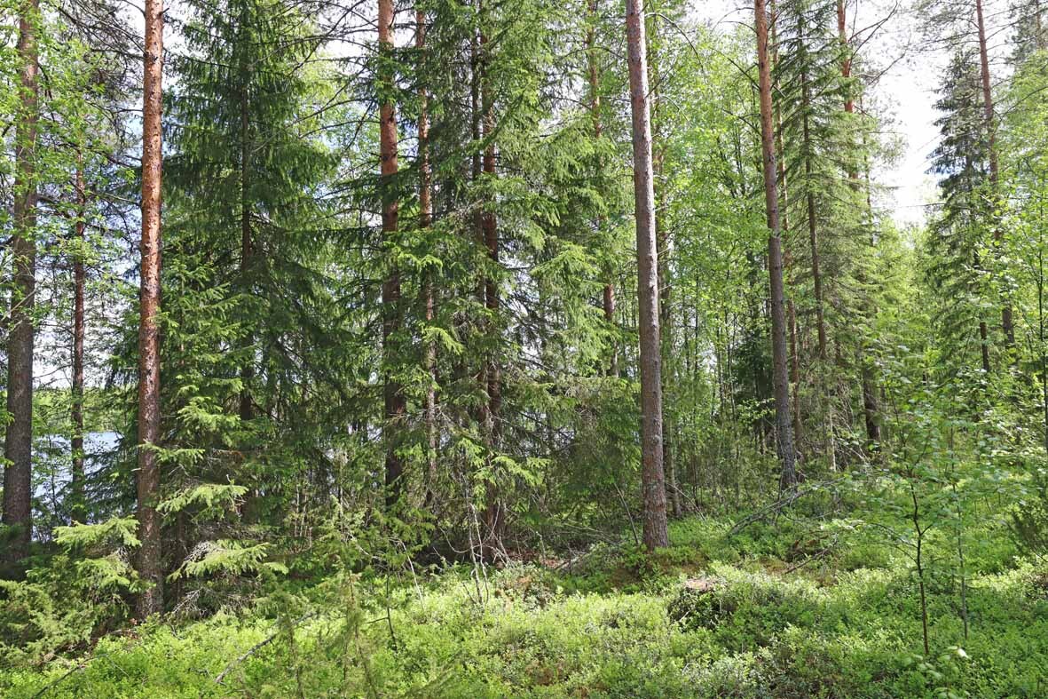 Rannan läheisyydessä olevaa puustoa, varttuneita mäntyjä ja kuusia.