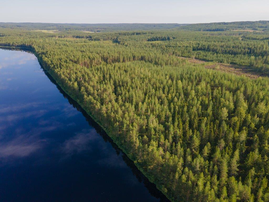 Ilmakuvassa vasemmalla tyyni järvi ja oikealla auringossa kylpevää mäntymetsää.