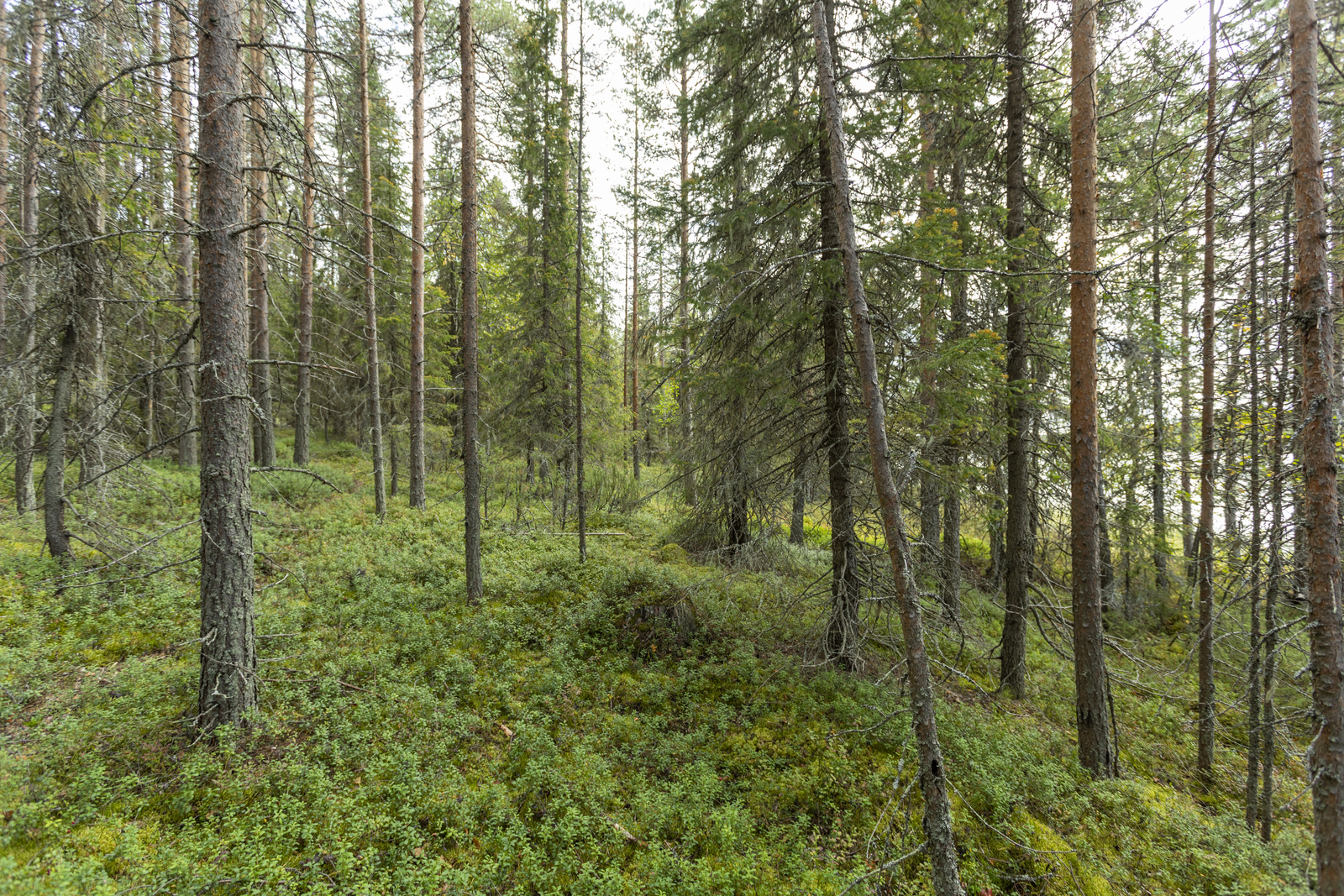 Kuva tontilta ja rantaa