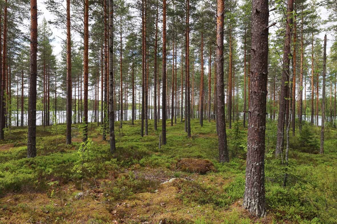 Hyvin harvennettua mäntykangasta, takana pilkottaa järvi.