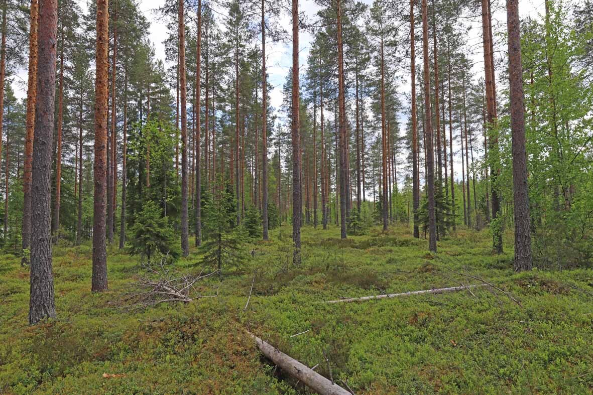 Harvennettua valoisaa mäntykangasta. Maassa pari kaatunutta puuta.