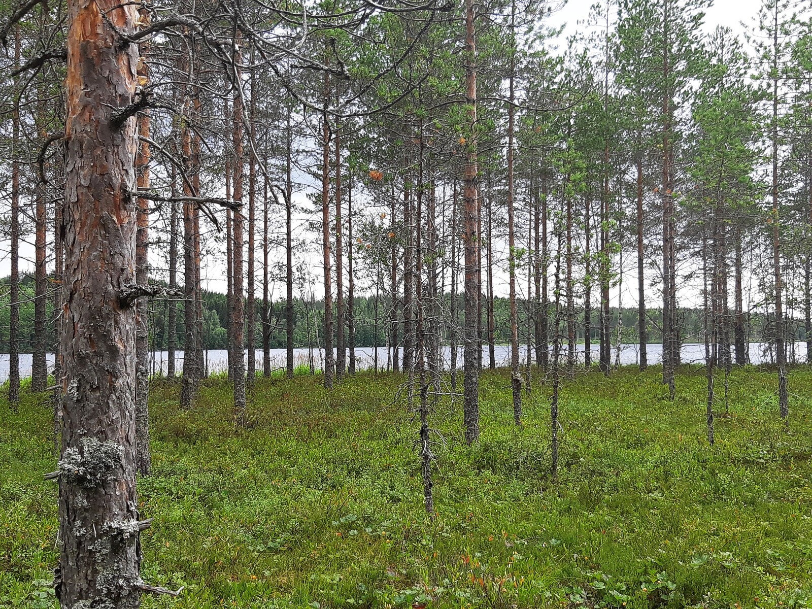 Mäntymetsän takana erottuu järvimaisema.