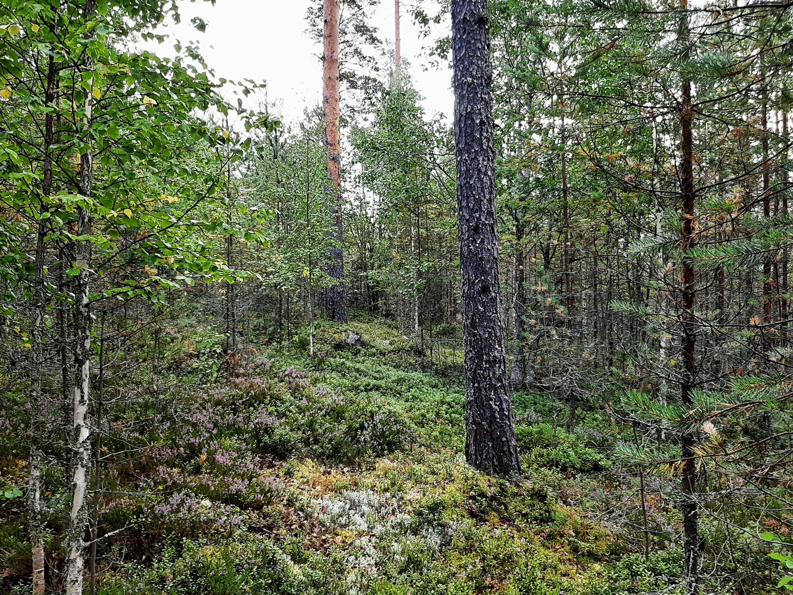 Runsaskasvuinen sekametsä.