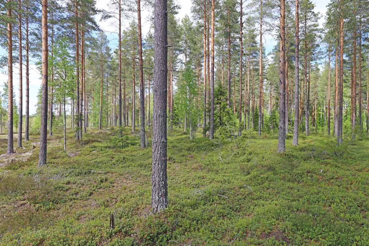 Harvennettua valoisaa mäntykangasta, joukossa muutama nuori koivu.