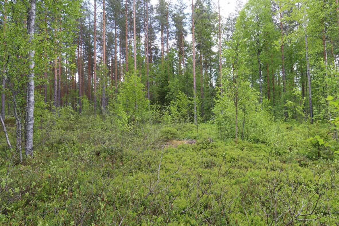 Kuvassa tontin puustoa: varttuneita mäntyjä ja nuoria koivuja, yksittäisiä kuusia.