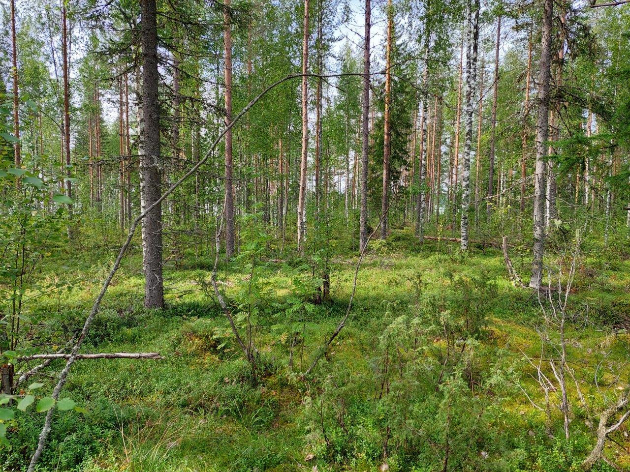 Sekametsää jossa mäntyjä, kuusia ja koivuja, etualalla ruohomaista maastoa.