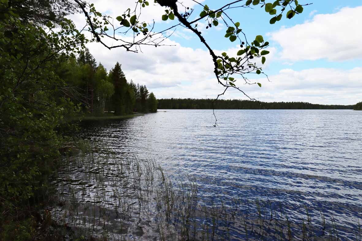 Maisema rannalta järvelle. Rannan edustalla kasvaa ruovikkoa.