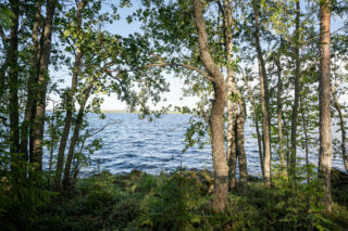 Rannalla kasvaa nuoria lehtipuita. Puiden takana näkyy tuulessa aaltoileva järvi.