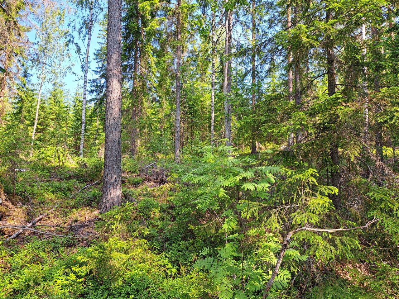 Tontin sekametsää, kuusia ja pihlajia.