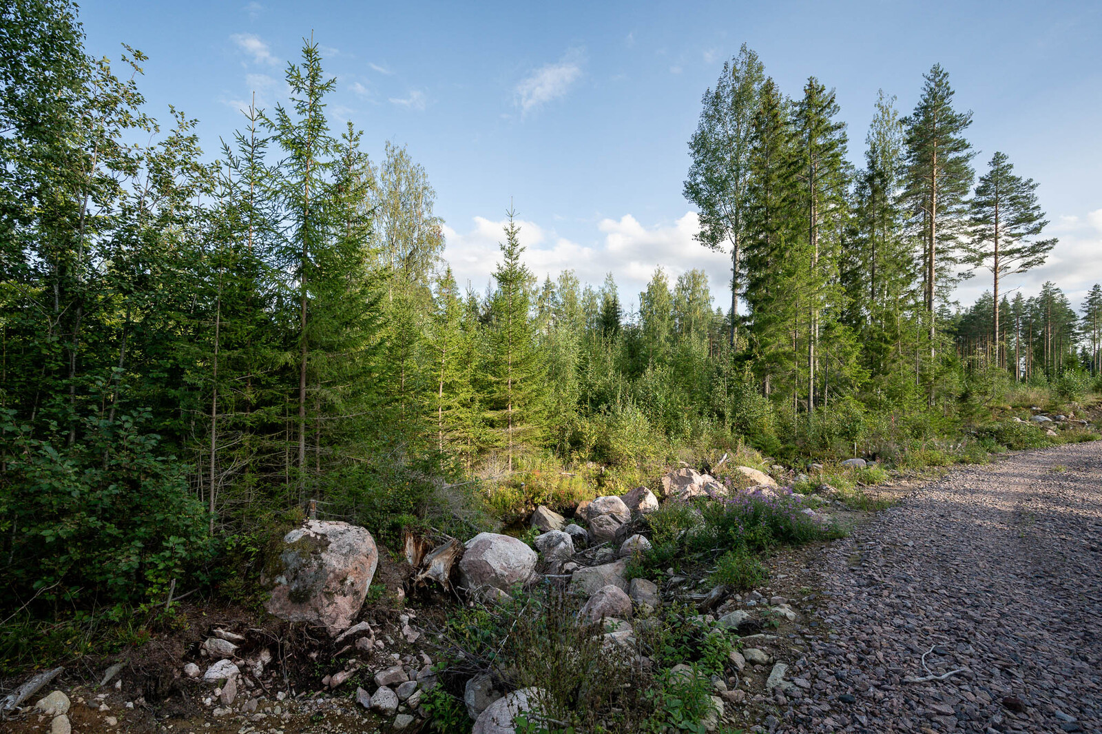 Tontin takaosan nuorta kuusivaltaista metsää. Oikealla kaartaa mökkitie. Ojassa on isoja kiviä.