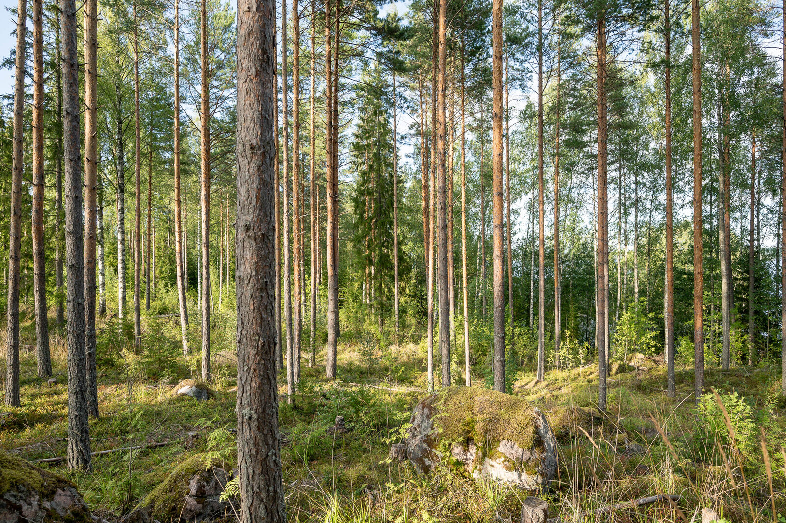 Auringossa kylpevää hyvin harvennettua mäntymetsää. Maassa on isoja sammaleisia kiviä.