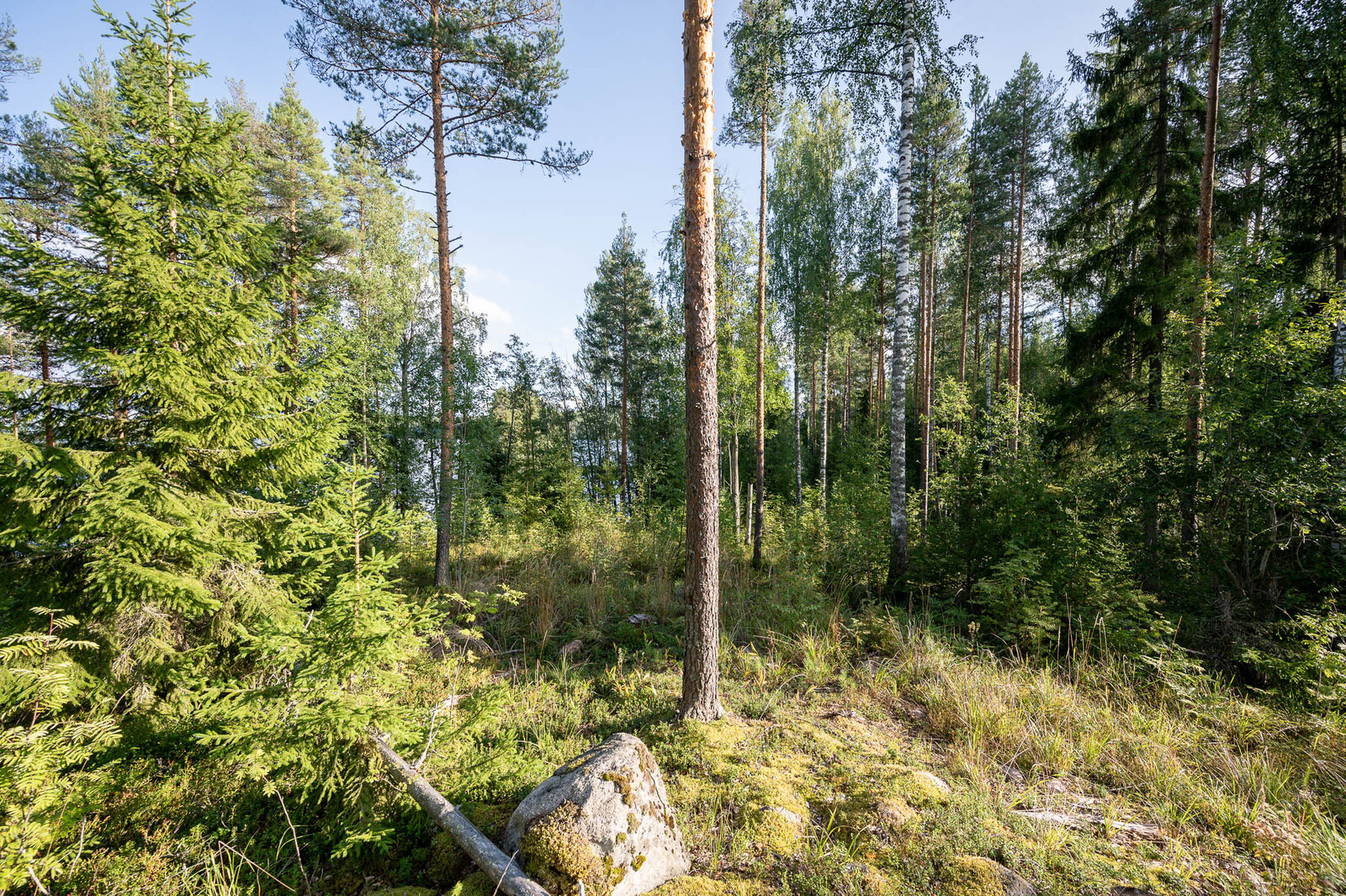 Auringossa kylpevää väljästi harvennettua sekametsää. Maassa kasvaa heinikkoa. Heinikossa on kiviä.