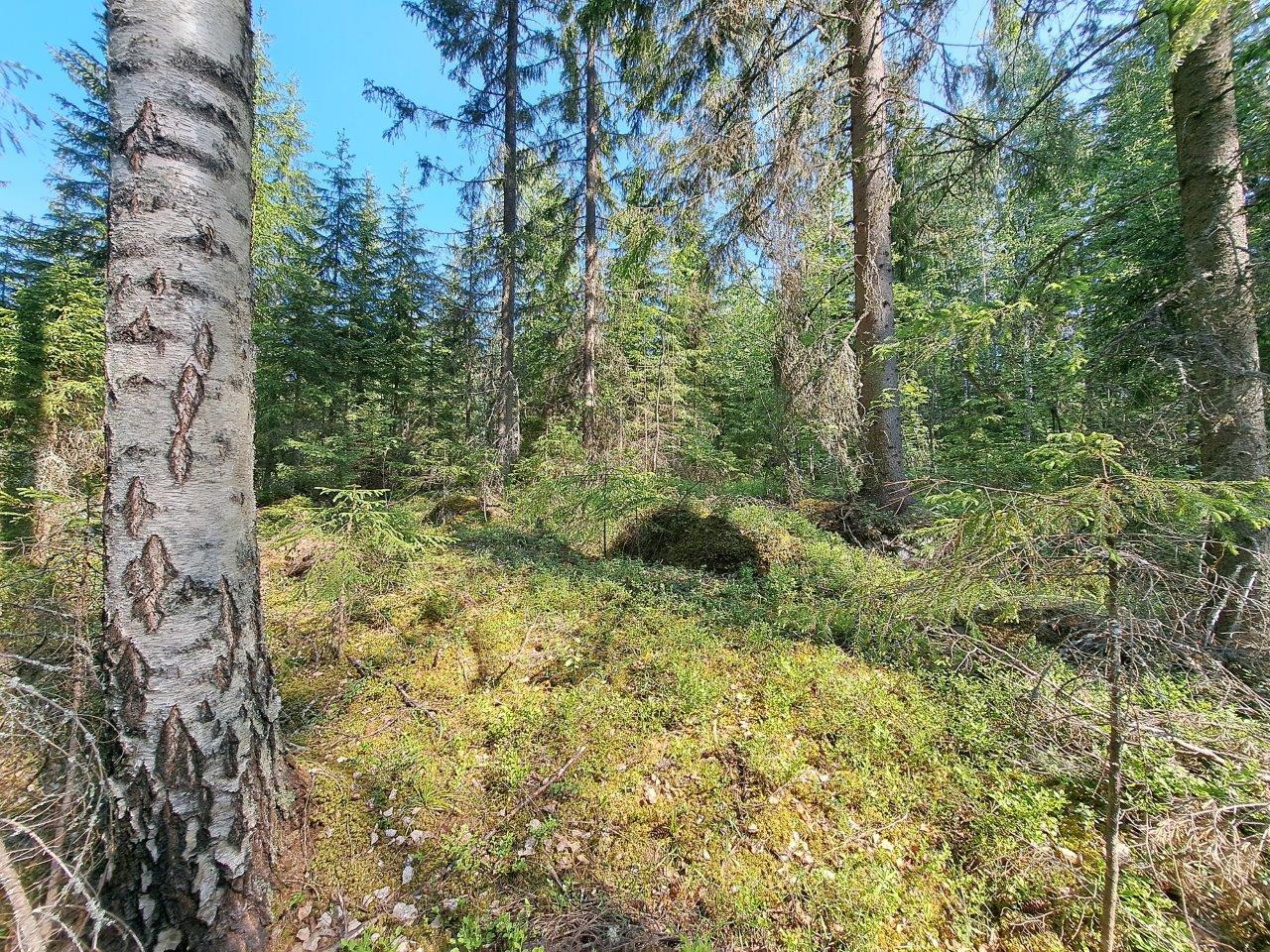 Tontin metsää, koivuja ja kuusia.