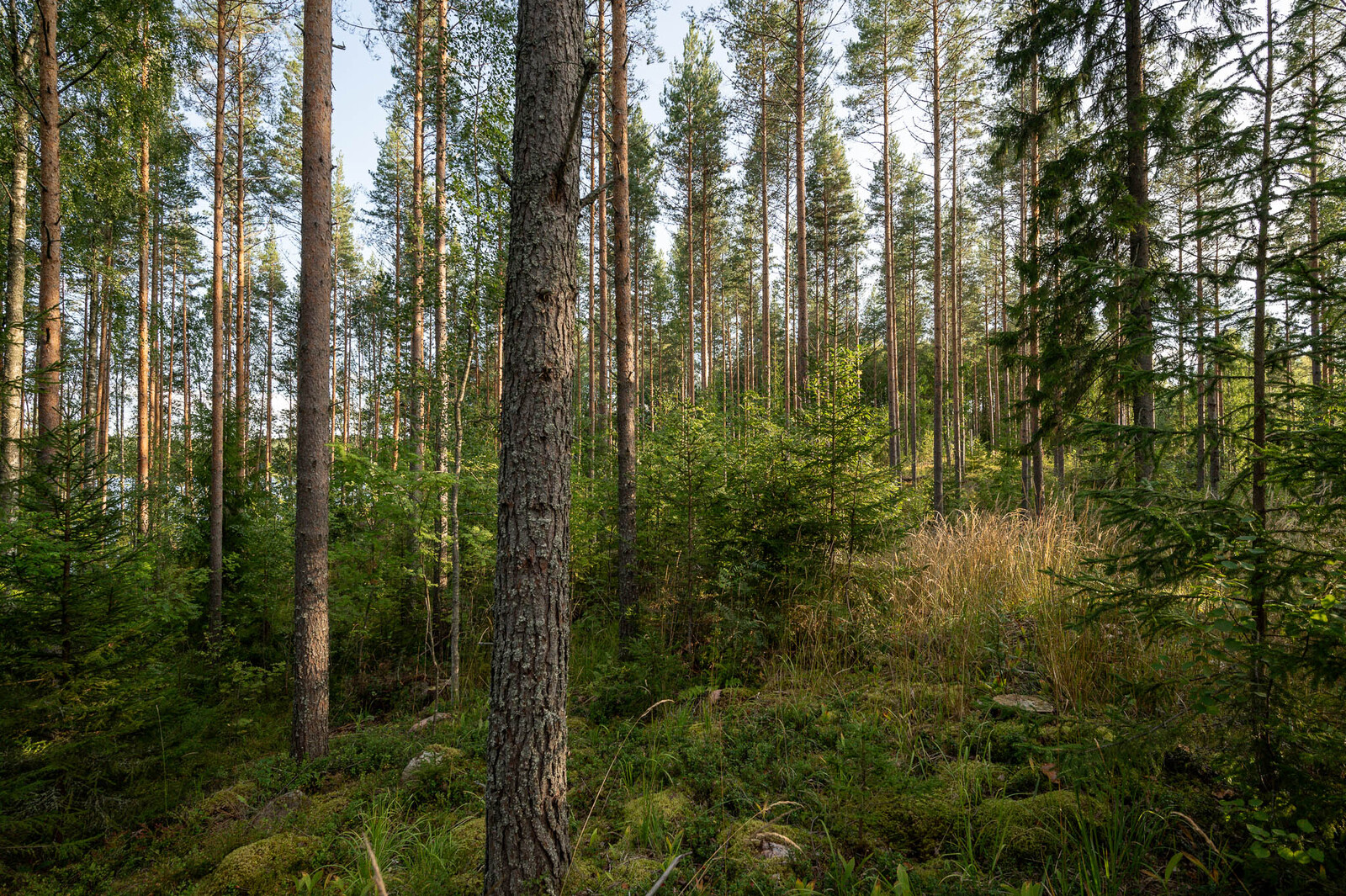 Tontin harvennettua mäntymetsää, kuusen taimia ja heinikkoa kasvaa metsänpohjassa.