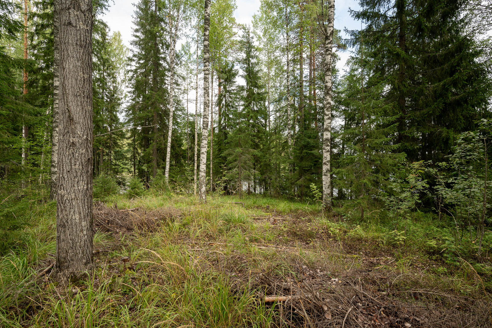 Metsän puita, maassa kasvaa heinää ja on kasa risuja.