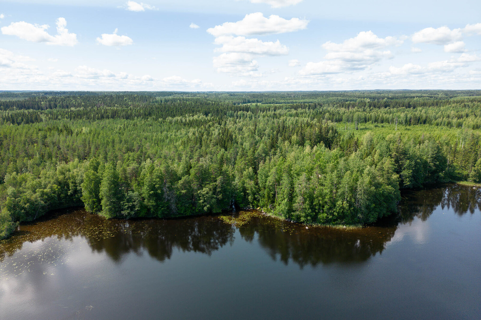 Ilmakuva metsäisitä tonteista, rantavedessä näkyy lumpeita.