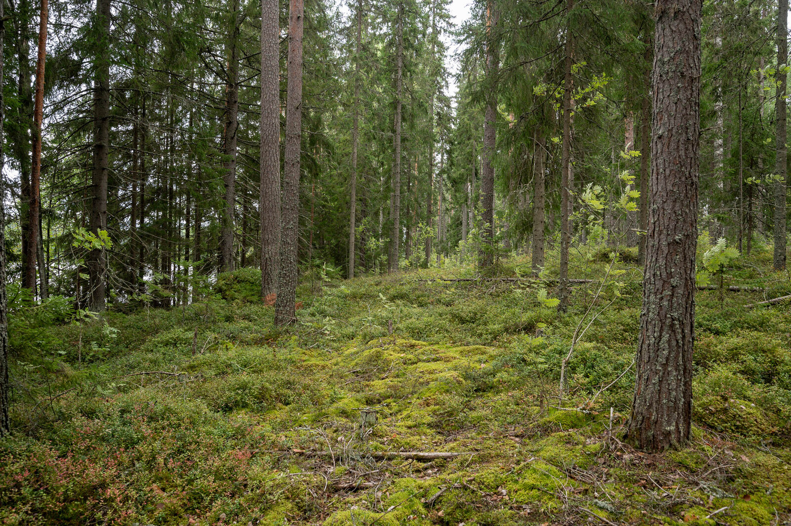 Tontin rannassa kasvavaa tiheämpää kuusikkoa, maassa kasvaa kunttaa ja sammalta.