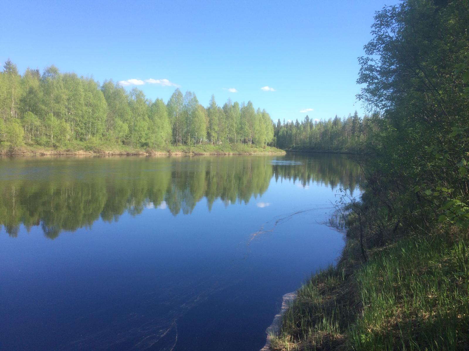 Vastarannan metsä ja lähes pilvetön taivas heijastuvat joen tyyneen pintaan. Etualalla rantapuita.