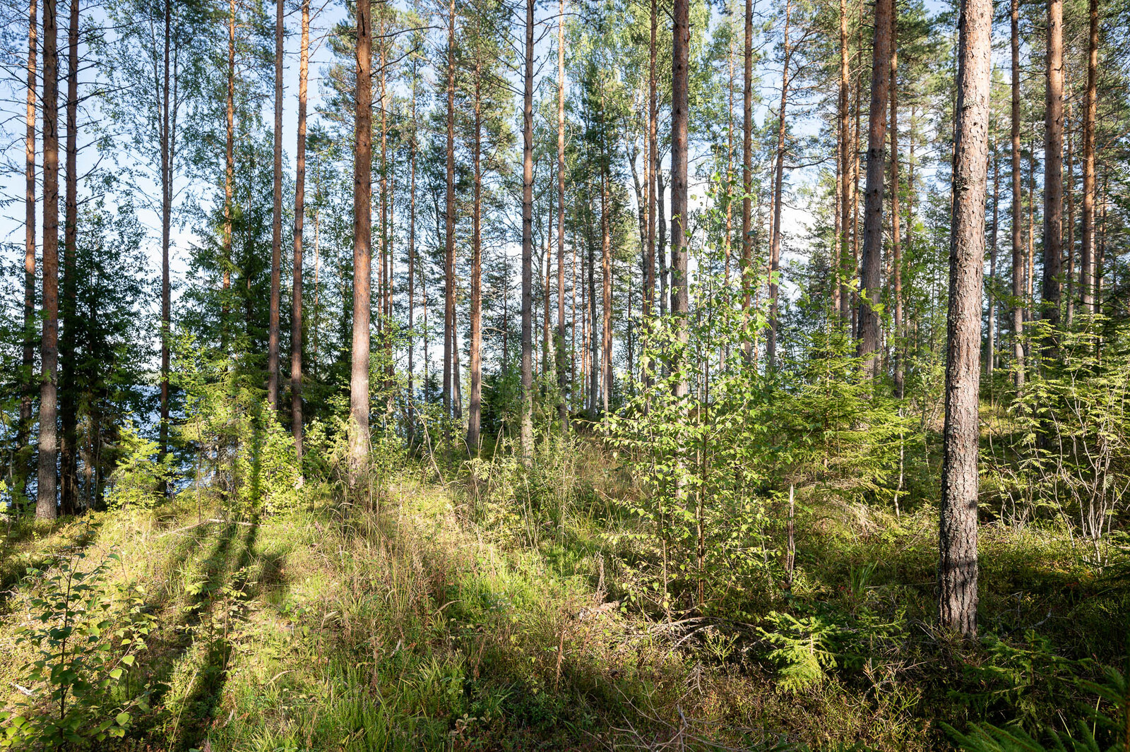 Auringossa kylpevää väljästi harvennettua sekametsää. Maassa kasvaa heinikkoa.