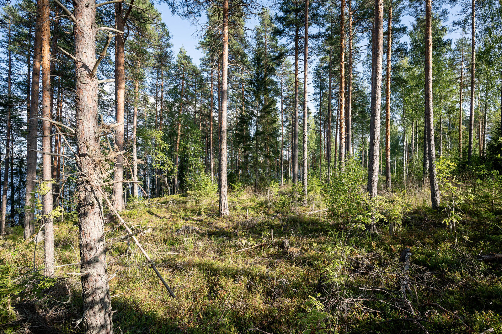 Auringossa kylpevää väljästi harvennettua sekametsää. Maassa kasvaa heinikkoa.