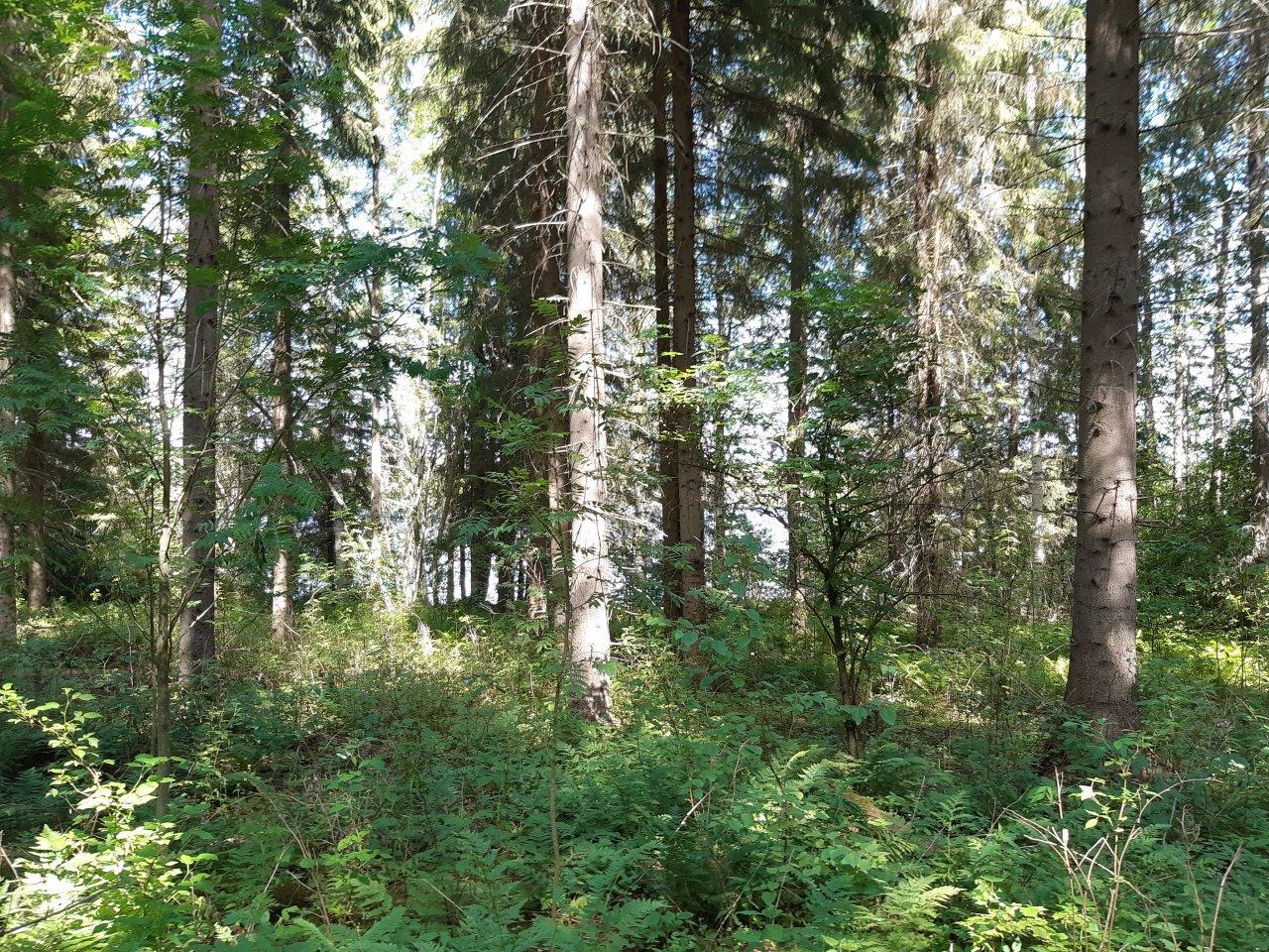 Metsää jossa monenlaista sekapuuta, maassa kasvaa saniaisia.