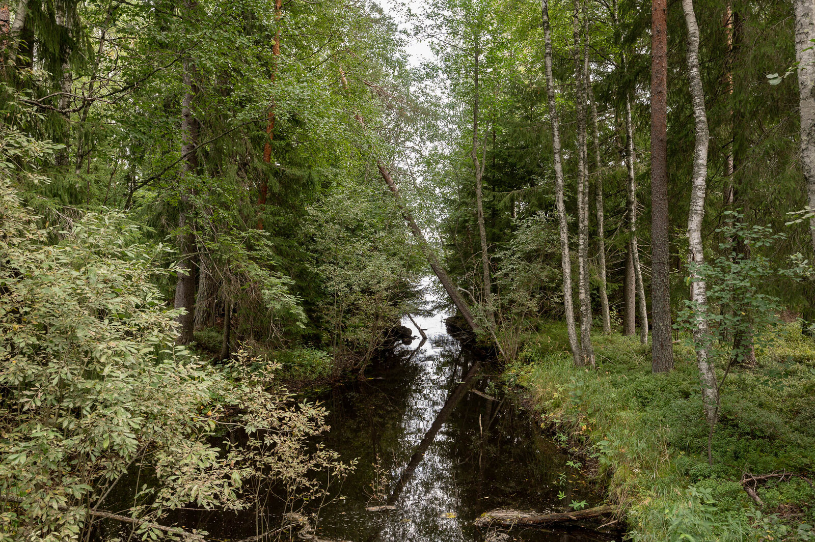 Tonttien välinen rajajoki, vesi näyttää lähes mustalle.