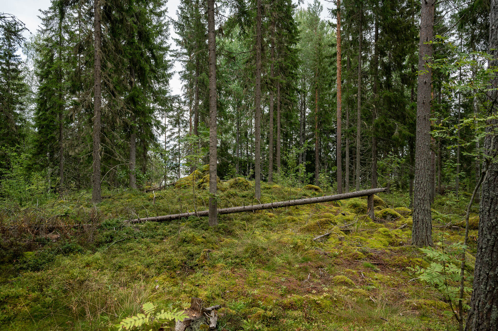 Tontin hyvin harvennettua kuusivaltaista puustoa, maassa on yksi kaatunut puu.