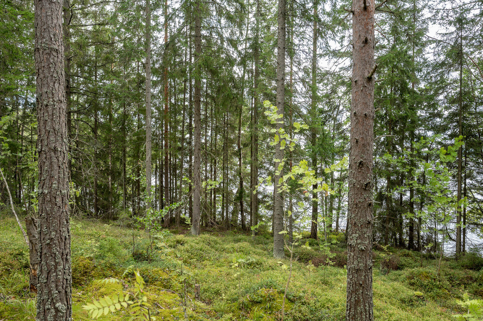 Tontin rannassa kasvavaa tiheämpää sekapuustoa. Maassa kasvaa kunttaa.