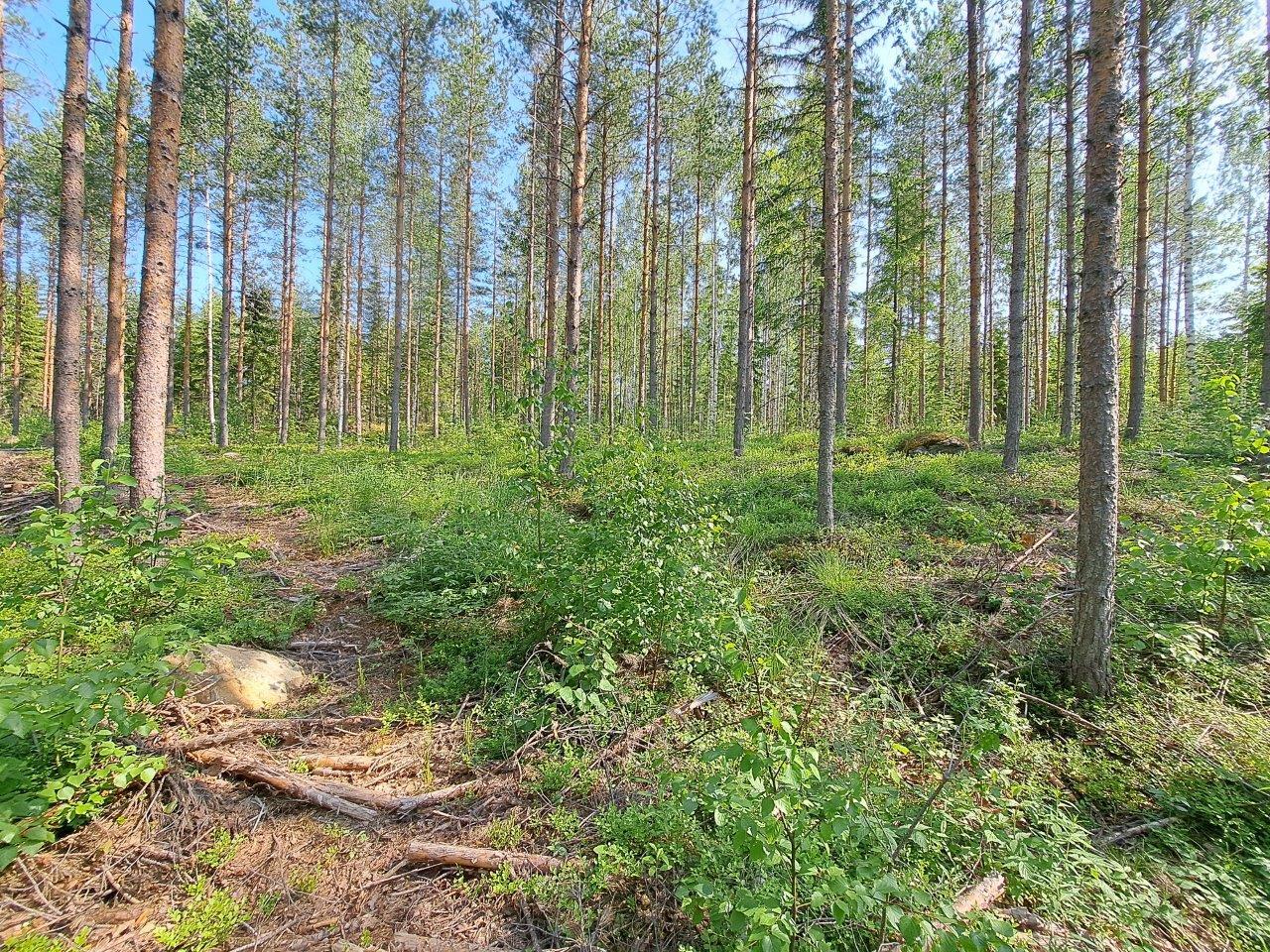 Auringossa kylpevää mäntymetsää, joukossa yksittäisiä kuusia ja koivun taimia.