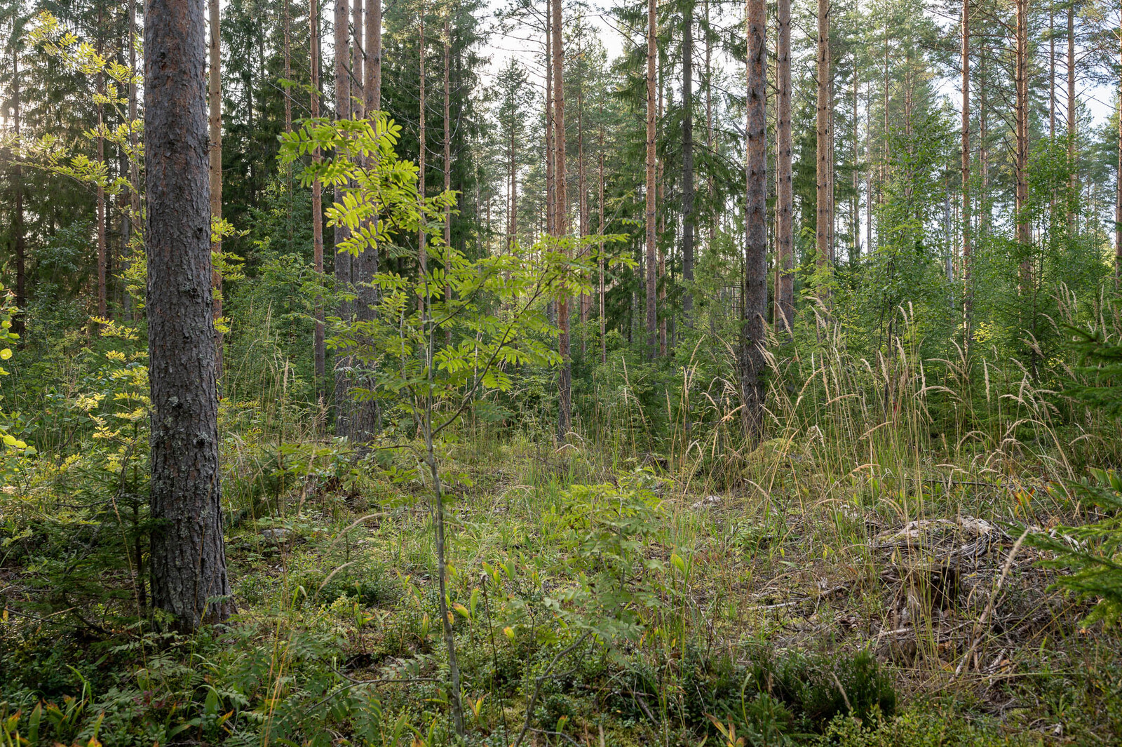 Tontin aluskasvillisuutta mäntymetsässä, pihlajan taimia, heinikkoa ja varpuja.