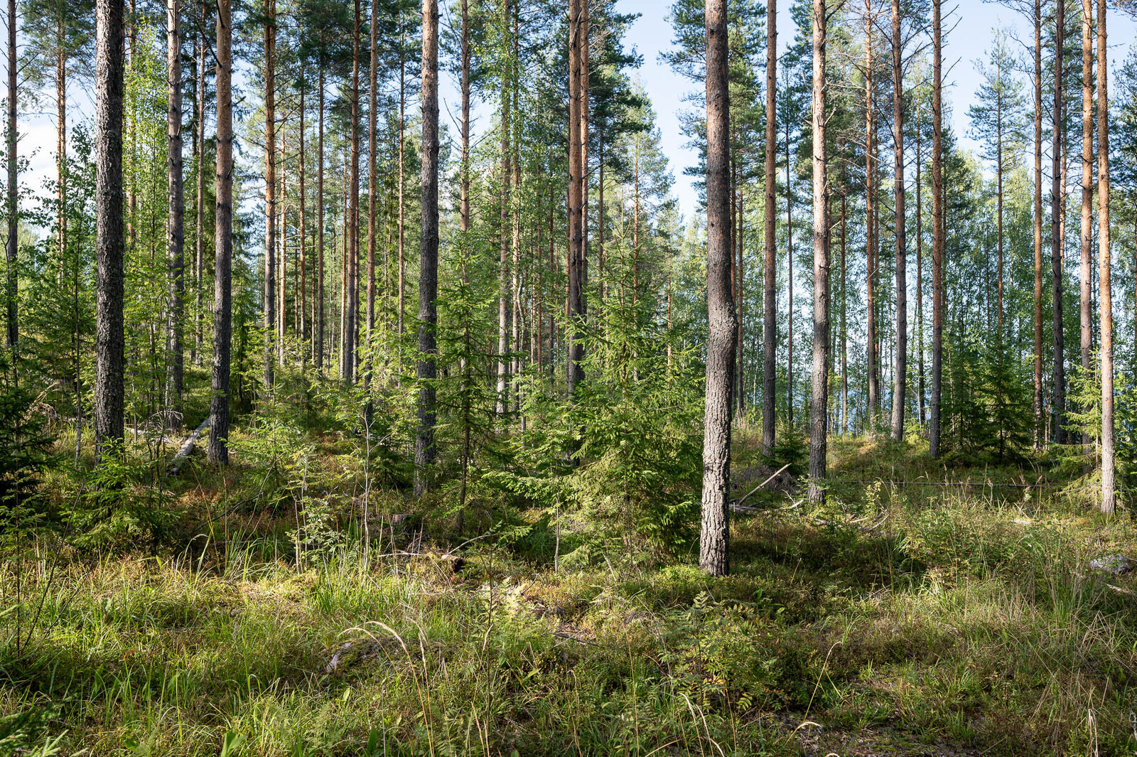 Auringossa kylpevää metsikköä, varttuneita mäntyjä ja nuoria kuusia.