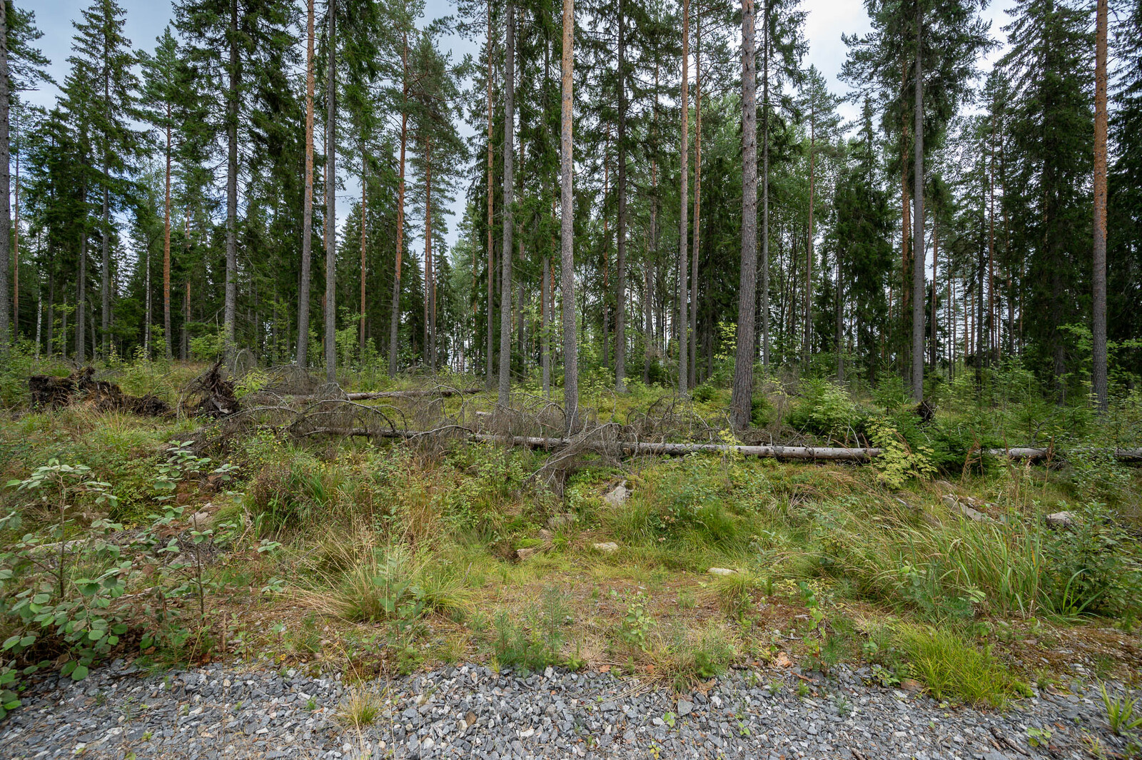 Tontin hyvin harvennettua metsää tieltä päin kuvattuna, kuusia ja mäntyjä. Maassa on kaatunut puu.