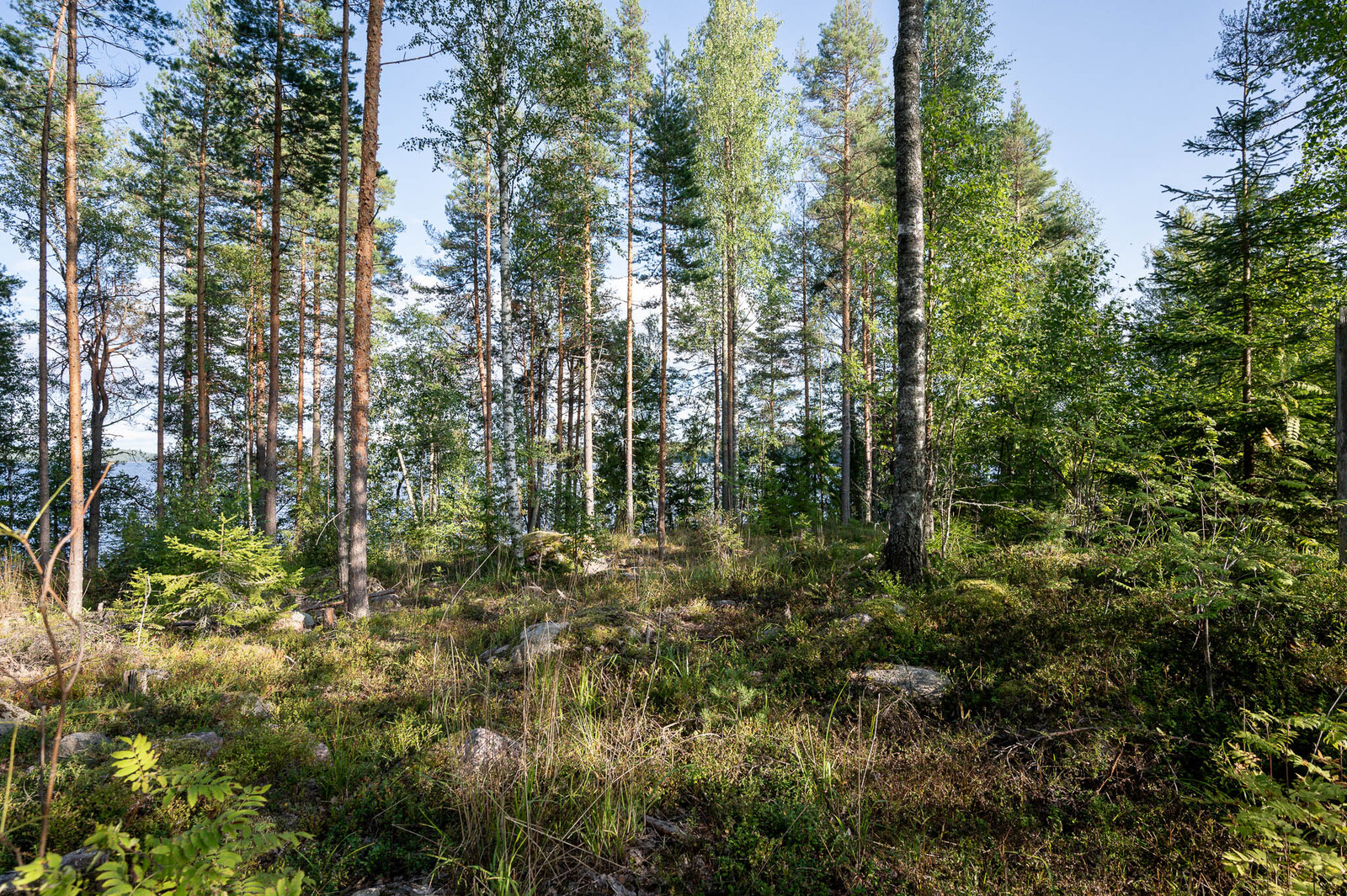 Auringossa kylpevää väljästi harvennettua sekametsää. Maassa kasvaa heinikkoa. Heinikossa on kiviä.