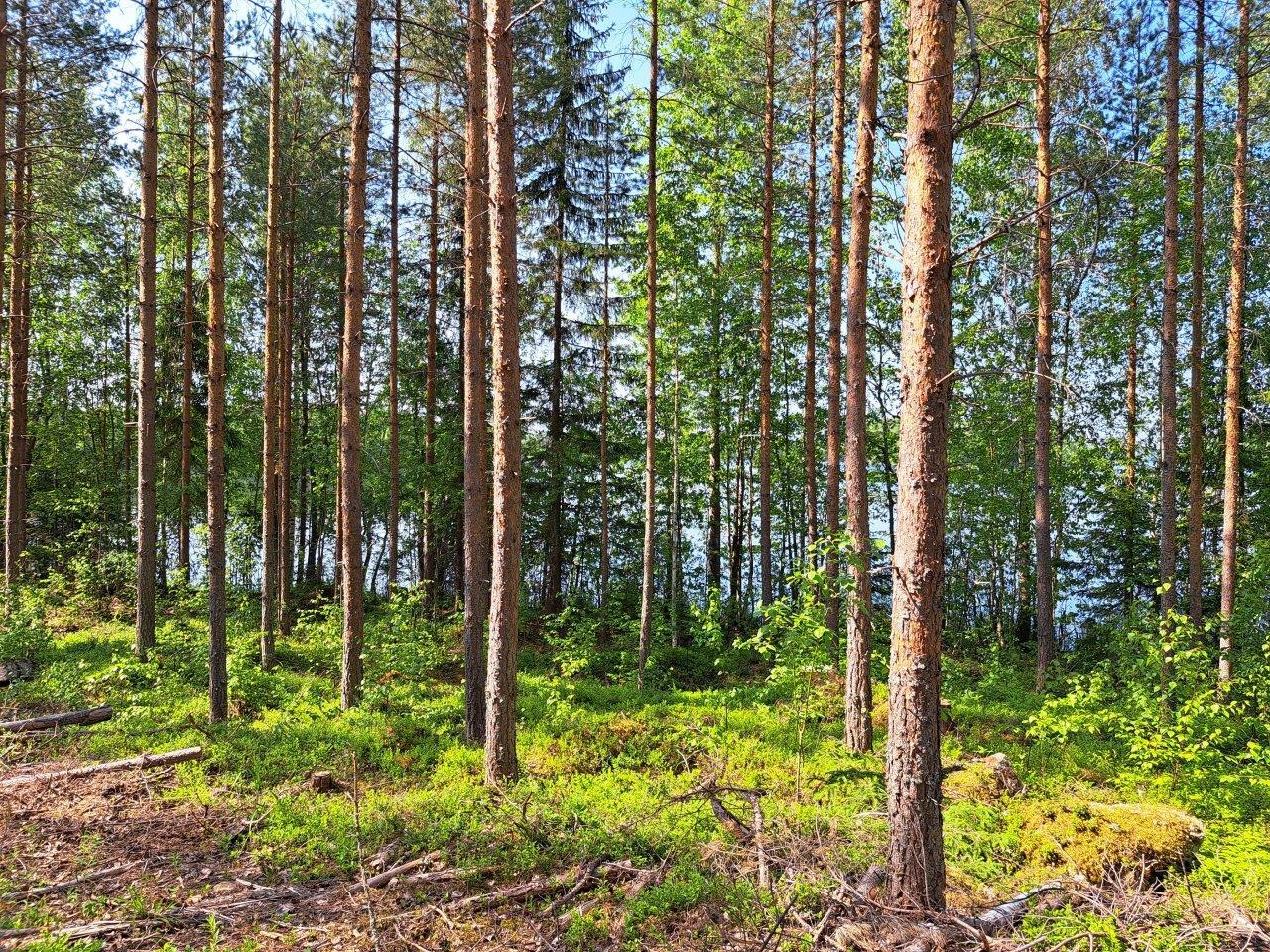 Auringossa kylpevää männikköä, taustalla puiden välistä pilkistää järvi.