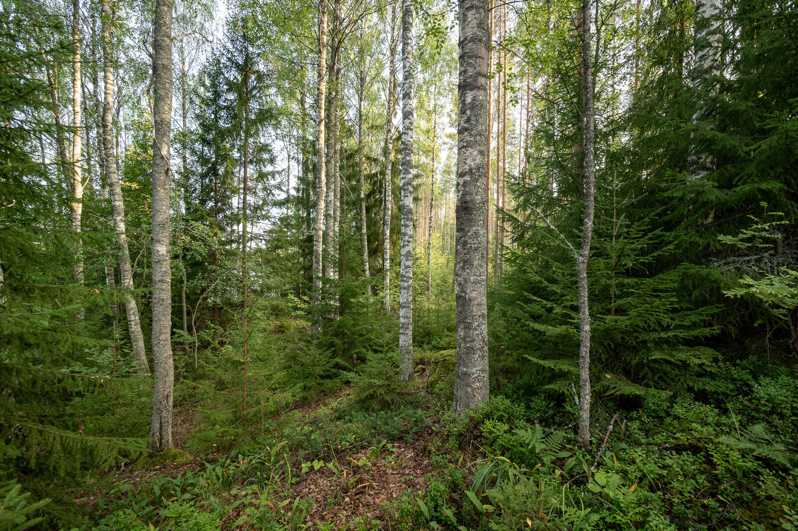 Sekametsää, eri-ikäisiä koivuja ja kuusia. Taustalla aurinkoinen männikkö.