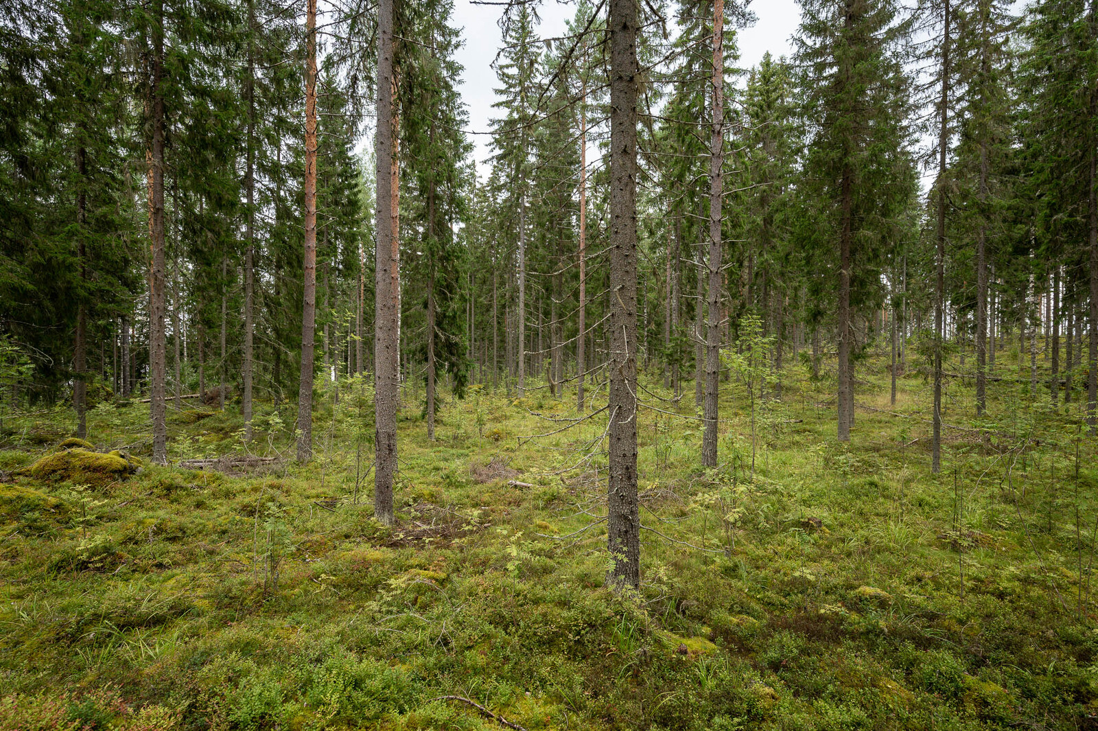 Tontin hyvin harvennettua kuusivaltaista puustoa.