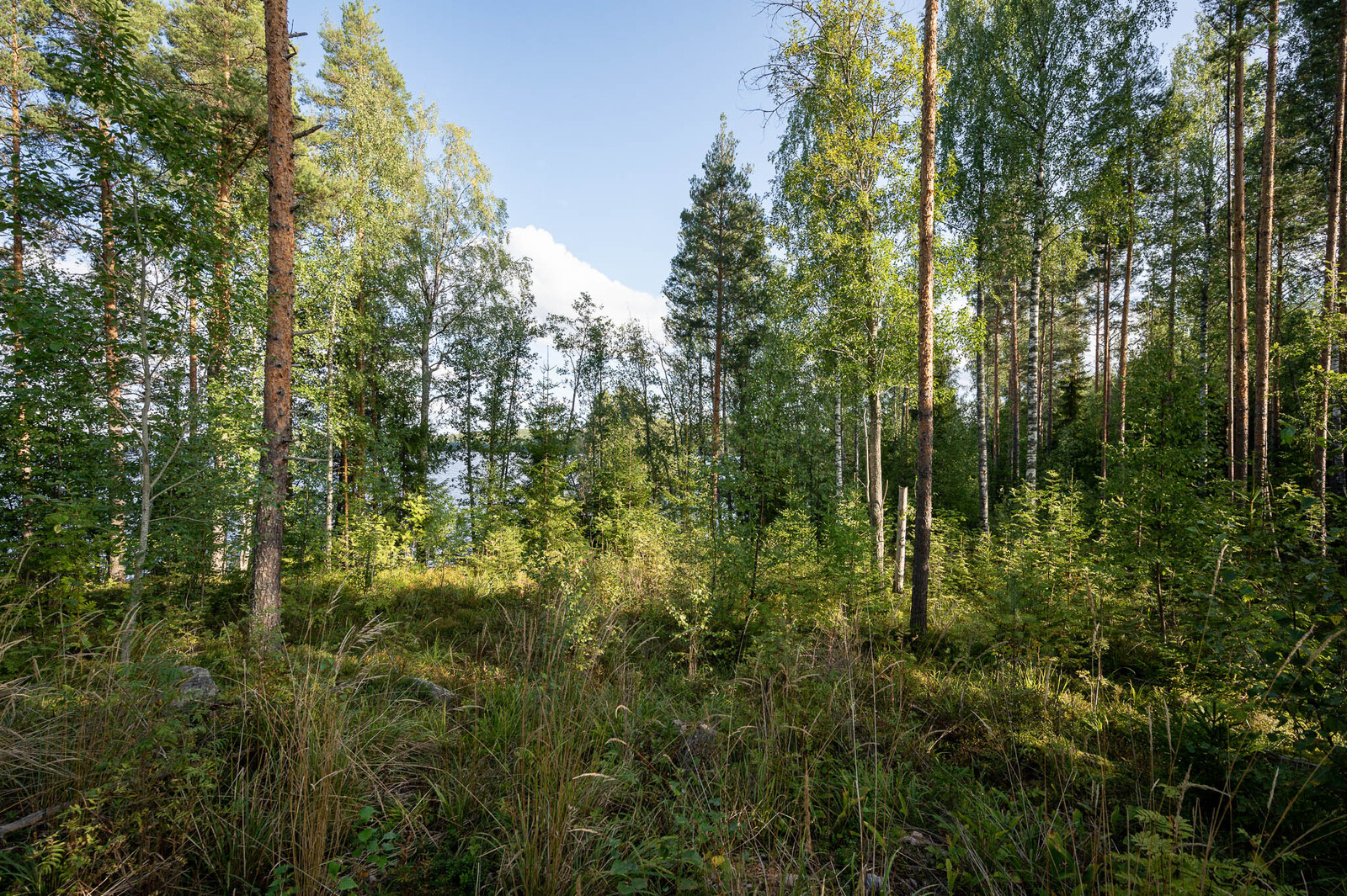 Auringossa kylpevää väljästi harvennettua sekametsää. Maassa kasvaa heinikkoa ja lehtipuun taimia.