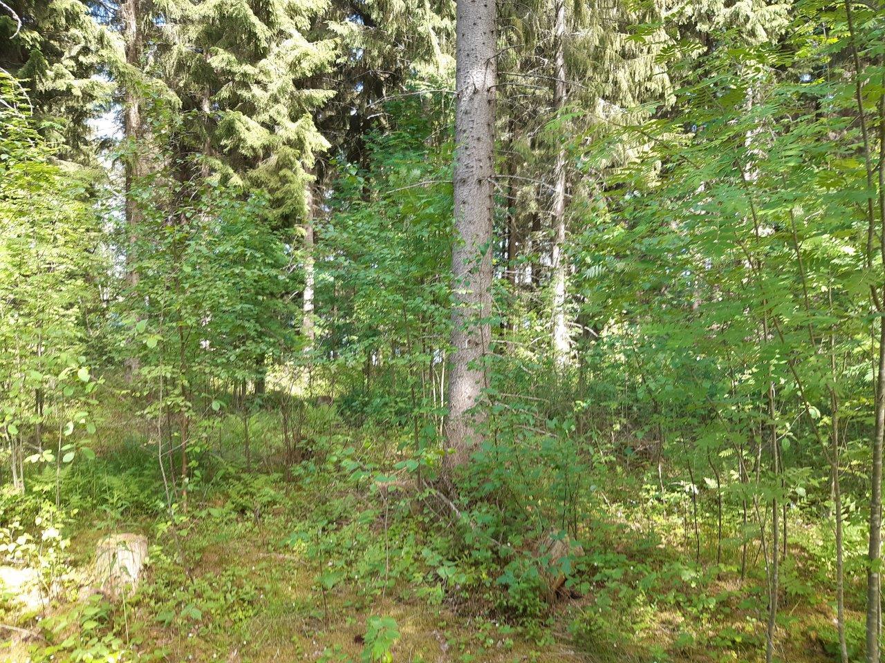 Metsää jossa etualalla nuoria pihlajia ja taustalla varttuneempia kuusia.