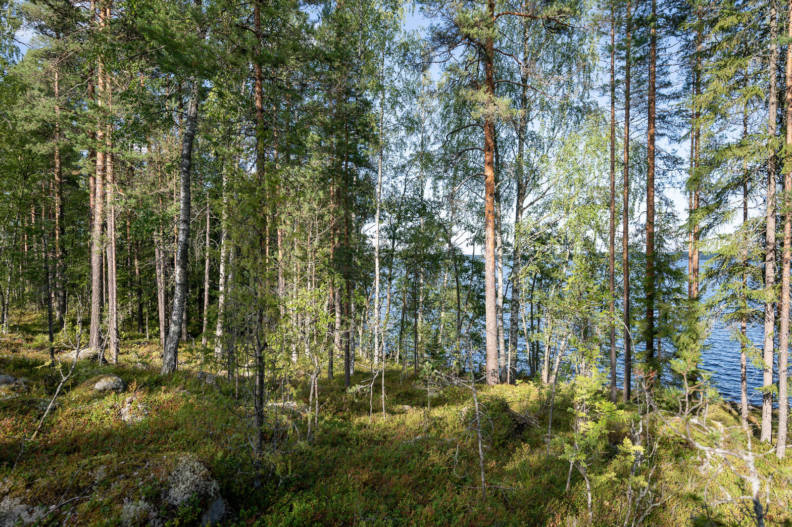 Rantametsää jossa varttuneita mäntyjä ja nuoria koivuja, taustalla järvi.