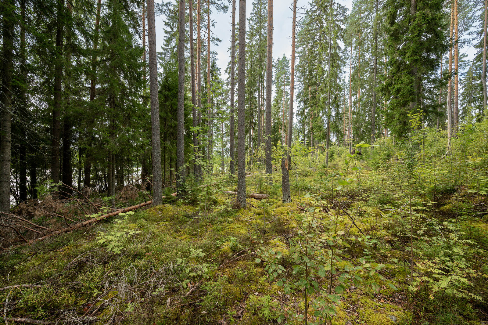 Tontin hyvin harvennettua metsää, kuusia ja mäntyjä. Maassa on kaatunut puu.